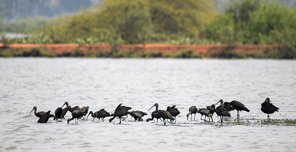 https://public.freshbus.com//Booking_City_Sub_Images_300x154_02_Kolleru_Lake_ba55051054.png